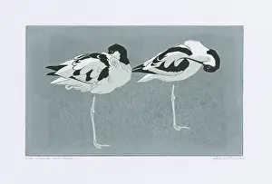 Snooze: Snooze and Preen - Avocets