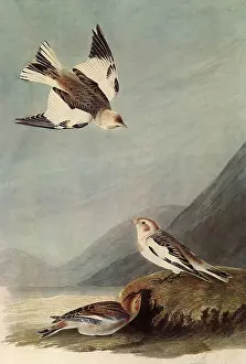 Nivalis: Snow Buntings