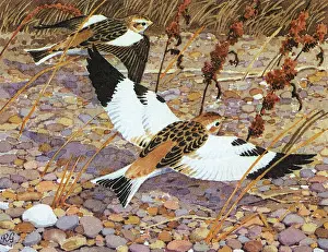 Buntings: Snow Buntings
