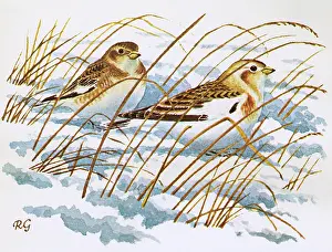 Buntings: Snow Buntings