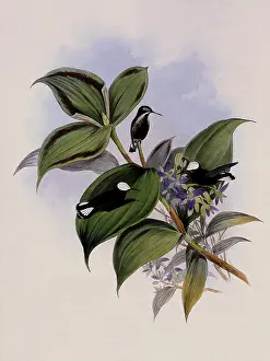 Picta: Snow-Cap, Microchera Albocoronata