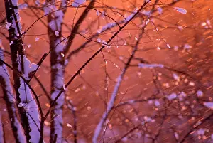Sleet: Snow falling at sunset clinging onto tree branches