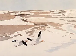 Chen: Snow Geese, Chen caerulescens