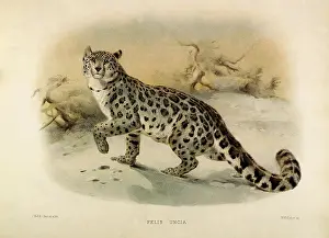 Startled: Snow Leopard