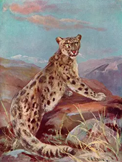 Ounce: SNOW LEOPARD (OR OUNCE)