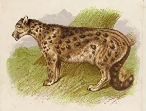 Ounce: Snow Leopard (Or Ounce)