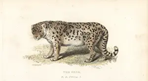 Ounce: Snow leopard or ounce, Panthera uncia. Endangered