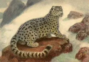 Mountainside: Snow Leopard in Snow