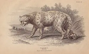 Uncia: Snow leopard, Uncia uncia or Panthera uncia Endangered