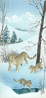 Samaraweera: Snow leopardess and two cubs in the snow