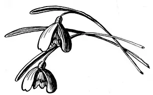 Storycard: The Snow Prince - snowdrops