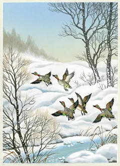 Teal: Snow scene with ducks flying off