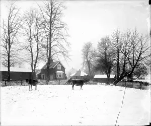 Foots: Snow Scene at Foots Cray Meadows
