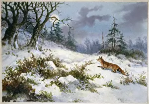 Halford: Snow scene with fox on hillside