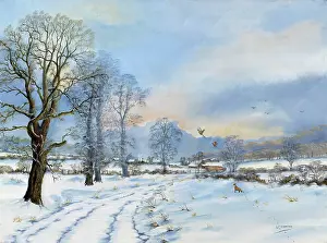 Pheasants: Snow Scene: Fox Scaring Pheasants