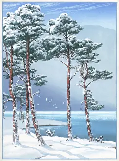 Pines: Snow scene with trees and lake