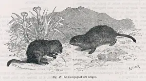 Voles: SNOW VOLES