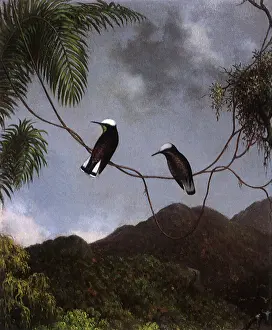 Swifts: Snowcaps, Microchera albocoronata