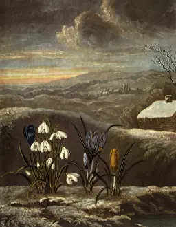 Crocuses: The Snowdrop