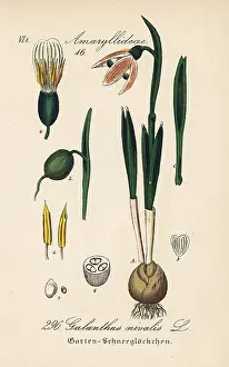 Nivalis: Snowdrop, Galanthus nivalis