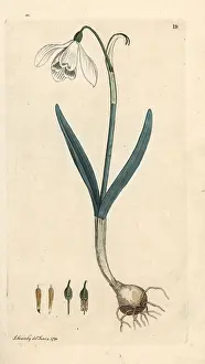 Nivalis: Snowdrop, Galanthus nivalis