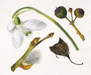 Nivalis: Snowdrop and other items