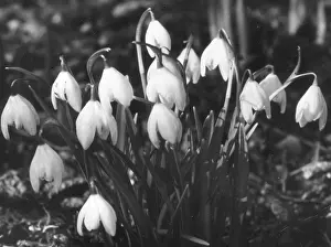 Galanthus: SNOWDROPS