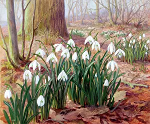Snowdrops
