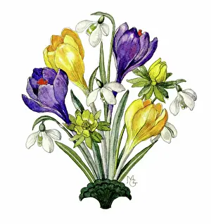 Crocuses: Snowdrops, aconites and crocuses