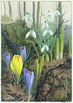 Crocuses: Snowdrops and Crocuses