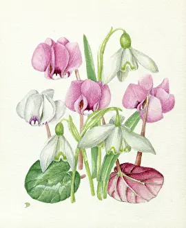 Cyclamen: Snowdrops and Cyclamen