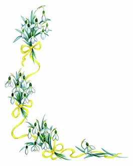Lynes: Snowdrops and gold ribbon