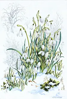 Dickson: Snowdrops growing through snow