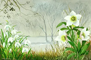 Hellebores: Snowdrops and hellebores against misty background with trees
