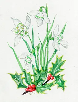 Patience: Snowdrops and Holly