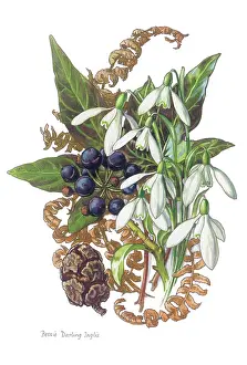 Bessie: Snowdrops and Ivy