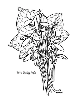 Bessie: Snowdrops and Ivy Leaf