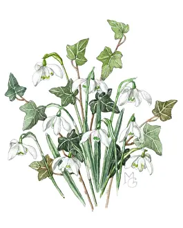 Snowdrops: Snowdrops and Ivy leaves