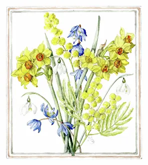Mimosa: Snowdrops, Jonquils, Mimosa and Squills