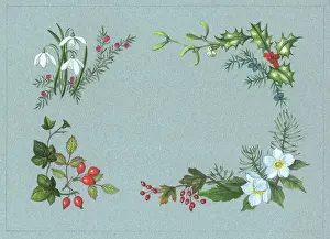 Juniper: Snowdrops, Juniper, Hips and Haws etc