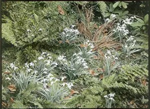 Galanthus: Snowdrops at Kew Gardens