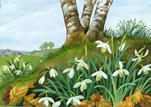 Snowdrops in landscape