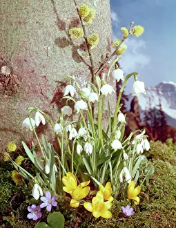 Crocus: Snowdrops, pussy willlow, crocuses, against tree trunk