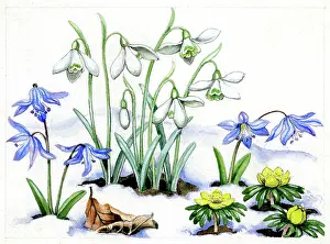 Snowdrops: Snowdrops, scillas and aconites in snow