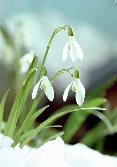 Clump: Snowdrops in snow