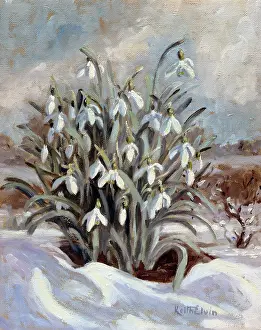 Clump: Snowdrops in the Snow