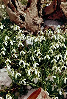 Snowdrop: Snowdrops with tree trunk and melting snow
