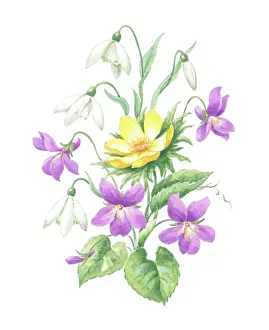 Aconite: Snowdrops, winter aconite and violets