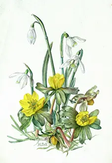 Garside: Snowdrops and Winter Aconites