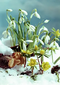 Clump: Snowdrops and Winter Aconites in Snow